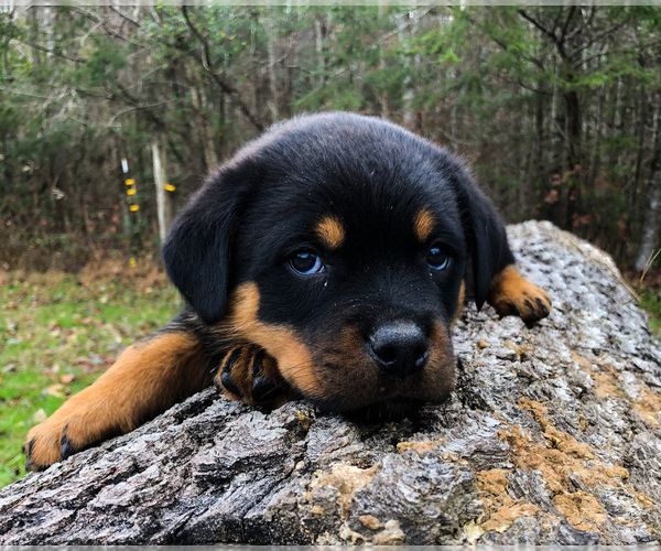 Medium Photo #3 Rottweiler Puppy For Sale in VONORE, TN, USA