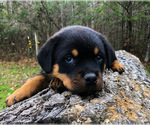 Small #2 Rottweiler