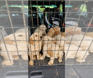 Golden Retriever Puppy for sale in KINGSPORT, TN, USA