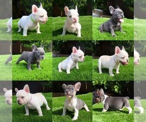 French Bulldog Puppy for sale in RIVERSIDE, CA, USA