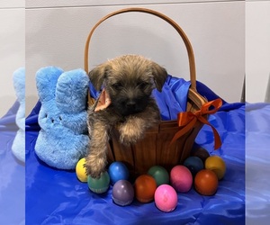 Medium Cairn Terrier