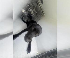 Labrador Retriever Dogs for adoption in Houston, TX, USA