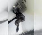 Small Labrador Retriever