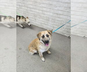 German Shepherd Dog-Siberian Husky Mix Dogs for adoption in San Bernardino, CA, USA