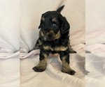 Venice - Female Bernedoodle (Miniature) Puppy for Sale - Photo #11