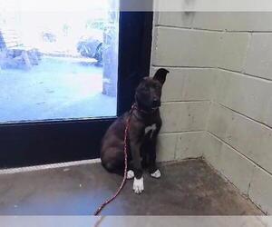 German Shepherd Dog-Unknown Mix Dogs for adoption in Tulsa, OK, USA