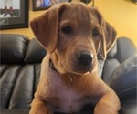 Small Photo #37 Labrador Retriever Puppy For Sale in BUFFALO, NY, USA