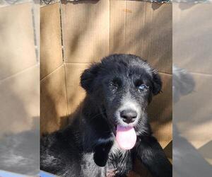 Australian Shepherd Dogs for adoption in San Antonio, TX, USA