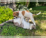 Small #2 American Pit Bull Terrier-Treeing Walker Coonhound Mix
