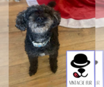Small #1 Poodle (Miniature)