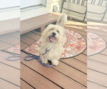 Small Photo #4 Mutt Puppy For Sale in oakland, FL, USA
