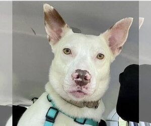 Juniper - Female American Pit Bull Terrier Dog for Adoption - Photo #4