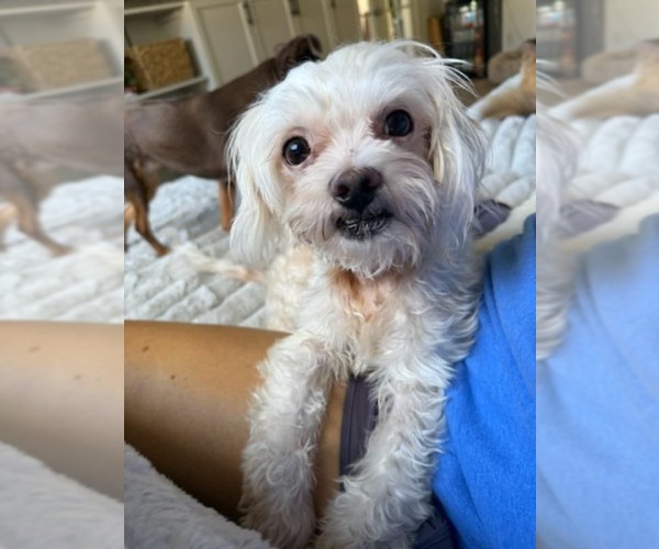 Medium Photo #6 Shih Tzu Puppy For Sale in Tempe , AZ, USA