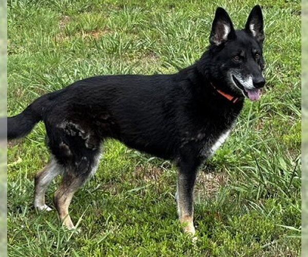 Medium Photo #3 German Shepherd Dog Puppy For Sale in Newfoundland, PA, USA