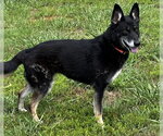 Small #2 German Shepherd Dog
