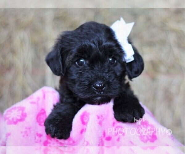 Medium Photo #1 YorkiePoo Puppy For Sale in LIBERTY, KY, USA