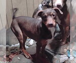 Small #13 Australian Kelpie-Miniature Pinscher Mix