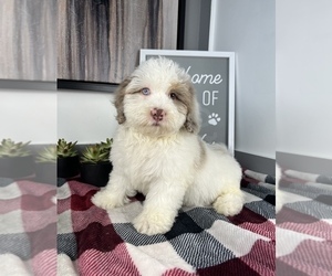 Miniature Bernedoodle Puppy for sale in FRANKLIN, IN, USA