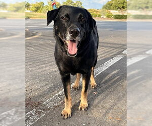 Chase - Male Mutt Dog for Adoption - Photo #2