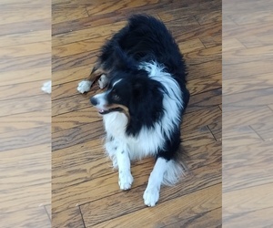 Father of the Miniature Australian Shepherd puppies born on 10/18/2025