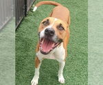 Small #5 Boxer Mix