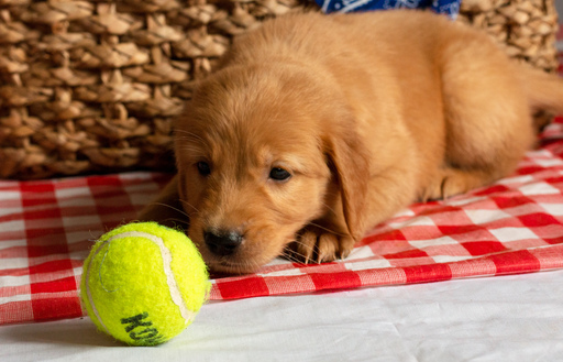 Medium Photo #29 Golden Retriever Puppy For Sale in EX SPGS, MO, USA