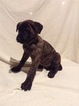 Small Photo #1 Dutch Shepherd Dog Puppy For Sale in BURGETTSTOWN, PA, USA