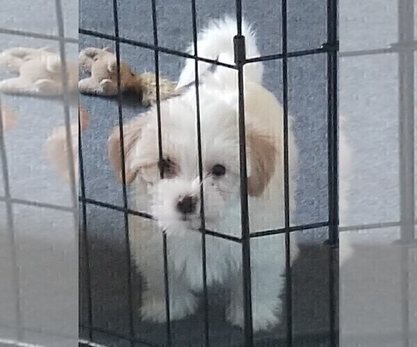 Medium Photo #2 Morkie Puppy For Sale in HOLLAND, MI, USA