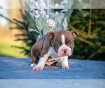 Puppy Harvey Boston Terrier