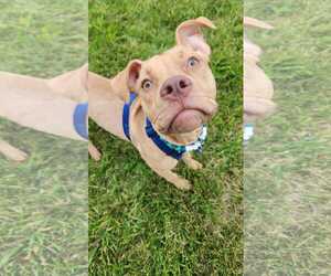 American Pit Bull Terrier-Unknown Mix Dogs for adoption in Minneapolis, MN, USA