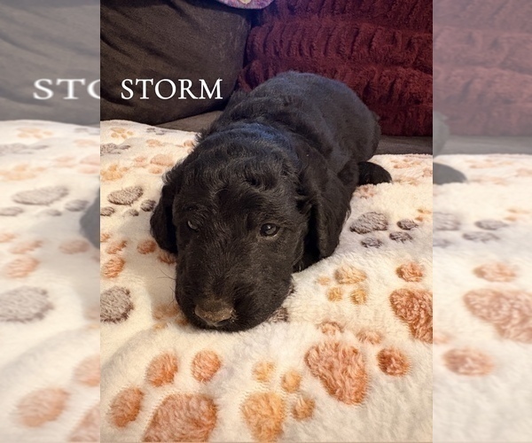 Medium Photo #3 Goldendoodle Puppy For Sale in DENVER, NC, USA