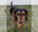 Small #4 Dachshund