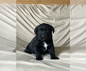 Labsky Puppy for sale in CANFIELD, OH, USA