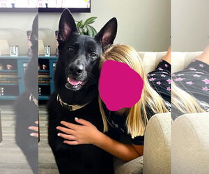 German Shepherd Dog Dogs for adoption in Holly Hill, SC, USA