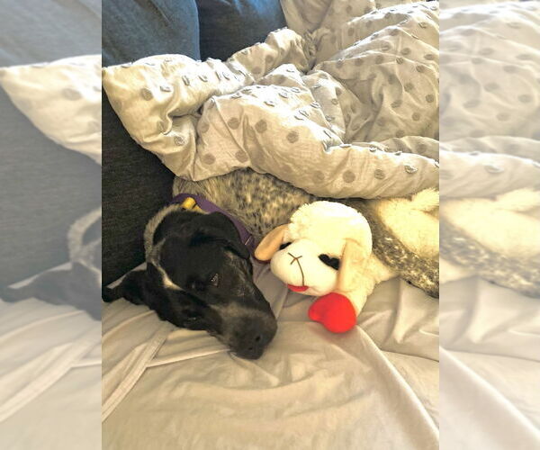 Medium Photo #17 Pointer-Unknown Mix Puppy For Sale in Elmsford, NY, USA