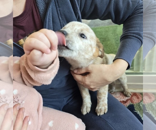 Medium Photo #6 Australian Cattle Dog Puppy For Sale in PUYALLUP, WA, USA