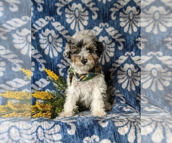 Medium Photo #2 Poodle (Miniature) Puppy For Sale in RISING SUN, MD, USA