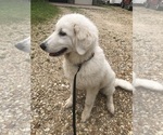 Small #16 Maremma Sheepdog