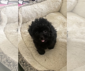 Lhasa Apso-Poodle (Standard) Mix Puppy for sale in E BRUNSWICK, NJ, USA