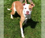 Small #2 American Staffordshire Terrier-Boxer Mix