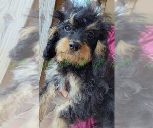 Cavapoo Litter for sale in TECUMSEH, MI, USA