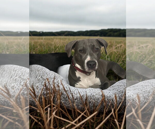 Medium Photo #1 Mutt Puppy For Sale in Orlando, FL, USA