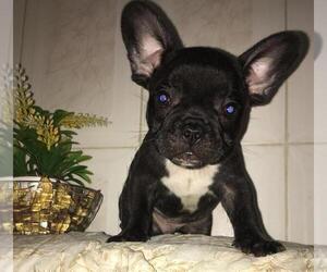 French Bulldog Puppy for sale in PROVIDENCE, RI, USA