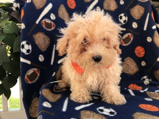 Poochon Puppy for sale in PEACH BOTTOM, PA, USA