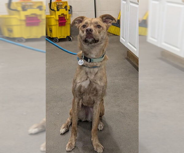 Medium Photo #1 German Shepherd Dog-Siberian Husky Mix Puppy For Sale in Forestville, MD, USA