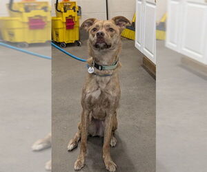 German Shepherd Dog-Siberian Husky Mix Dogs for adoption in Forestville, MD, USA