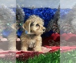 Small #18 YorkiePoo