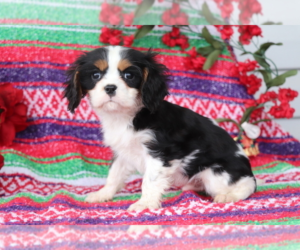 Medium Photo #1 Cavalier King Charles Spaniel Puppy For Sale in SHILOH, OH, USA