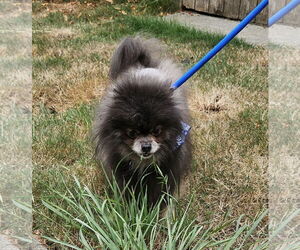 Mac Fox - Male Pomeranian Dog for Adoption - Photo #8