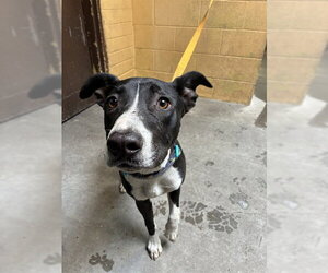 Mutt Dogs for adoption in Stockton, CA, USA